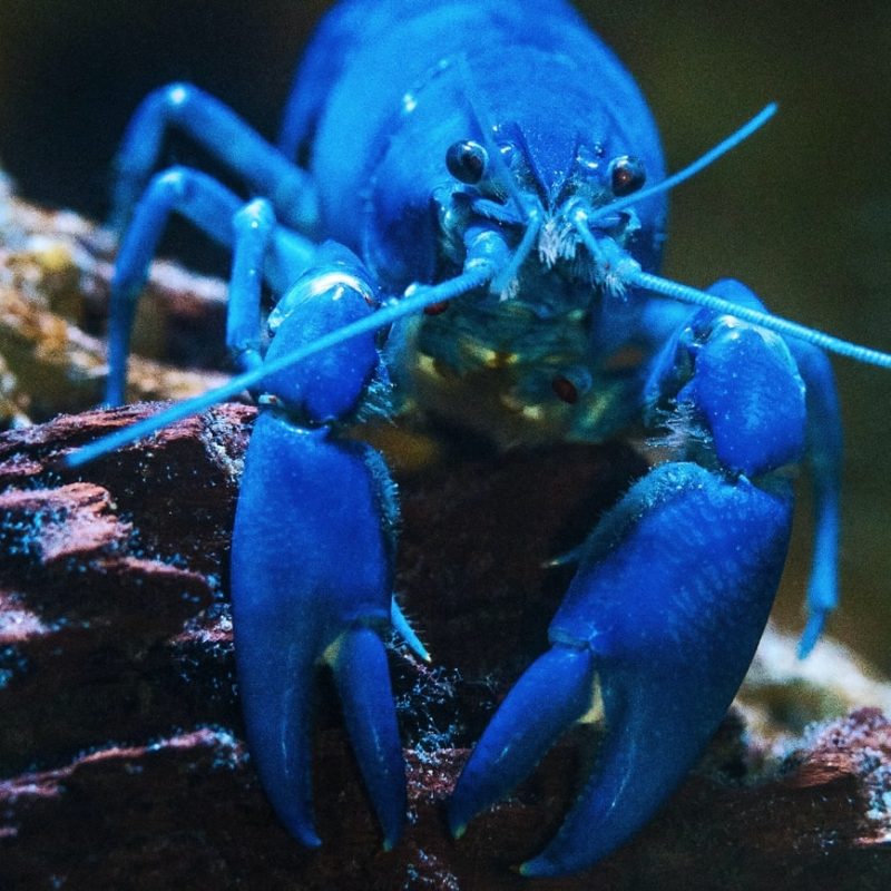 Lobster metallic blau