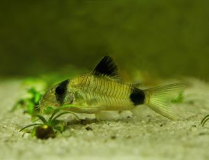 Panda catfish (Corydoras panda).